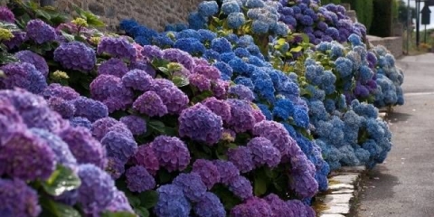 Kako pokriti hortenziju za zimu